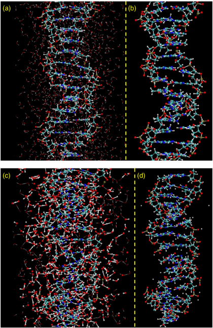 A molecular dynamics simulation of DNA damage induction by ionizing ...