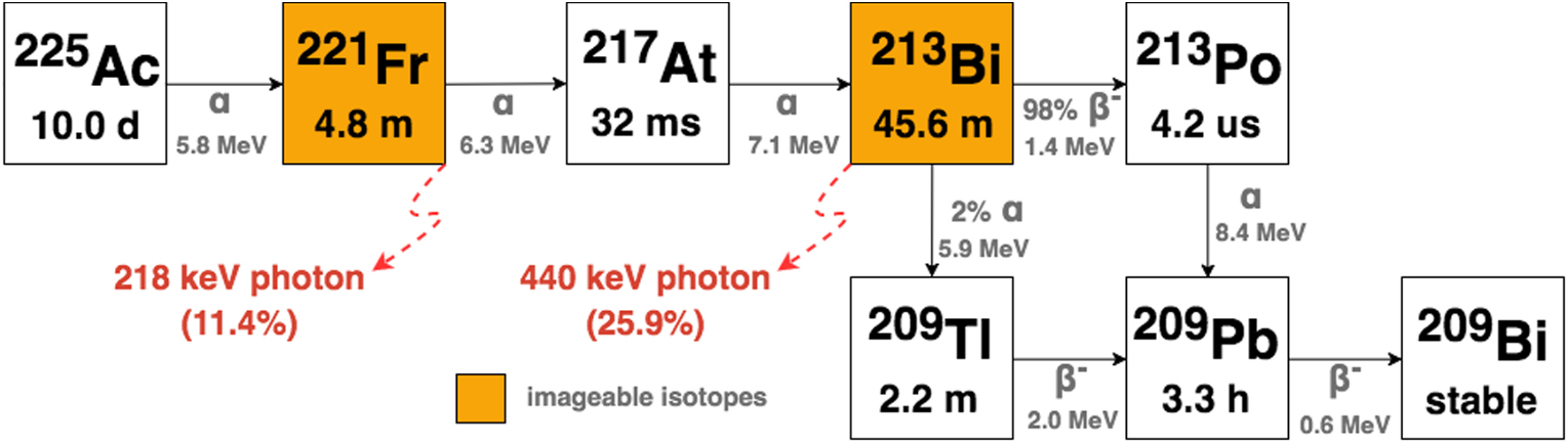 Multi-isotope SPECT imaging of the 225Ac decay chain: feasibility ...