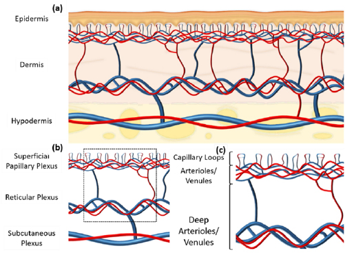 Microvascular imaging of the skin - IOPscience