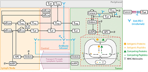 Computational modelling of modern cancer immunotherapy - IOPscience