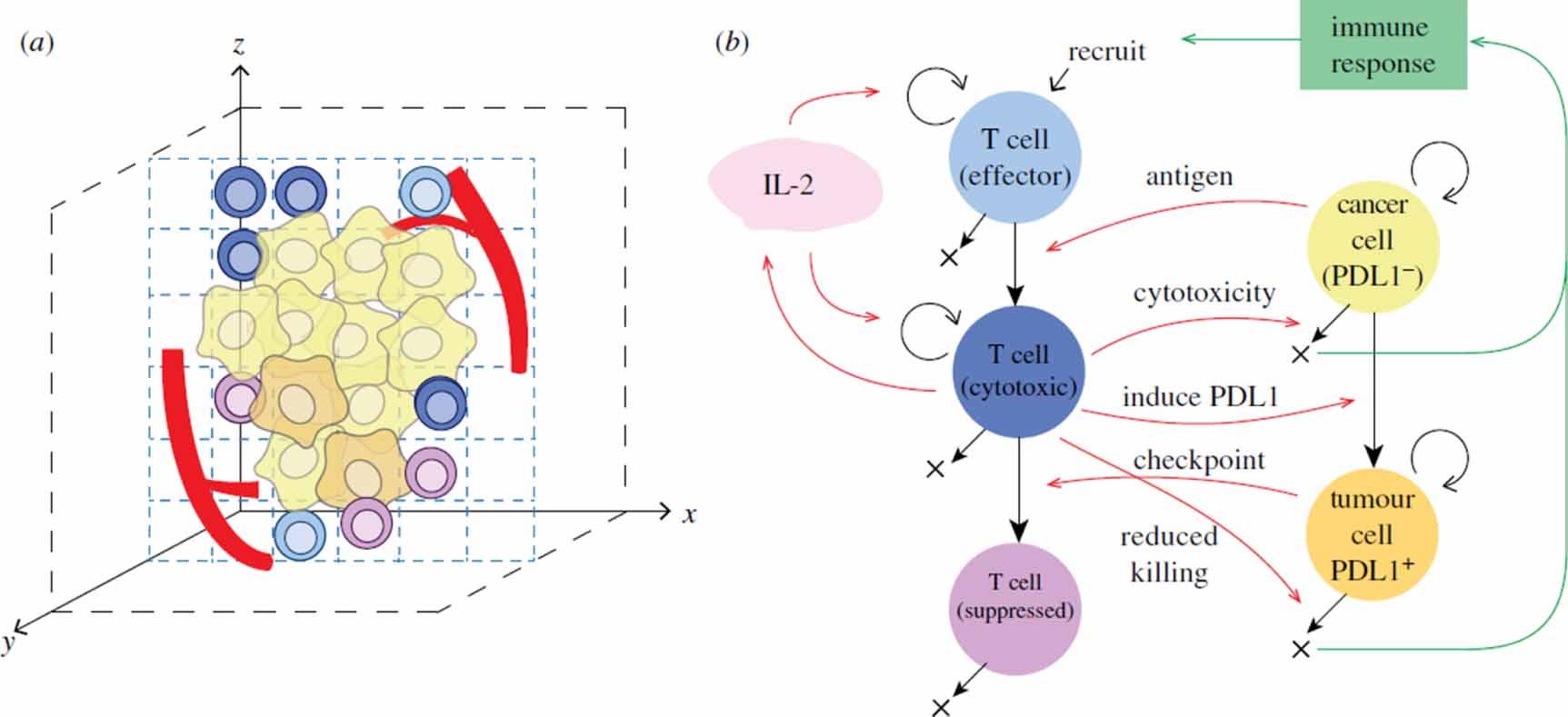 Computational modelling of modern cancer immunotherapy - IOPscience