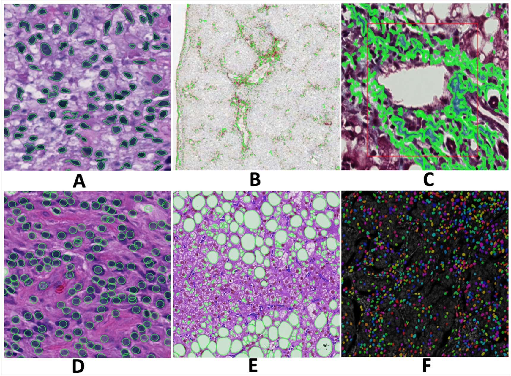 Pathology High Resolution An integrative web-based software tool for multi-dimensional pathology ...