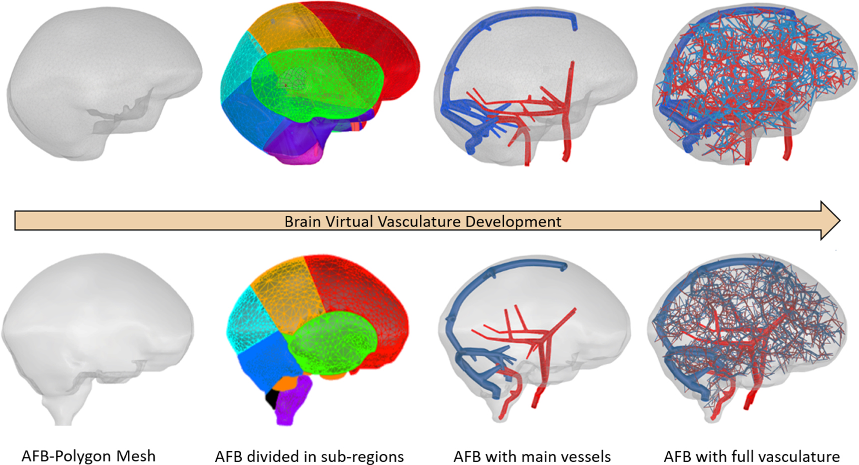 Intra-brain vascular models within the ICRP mesh-type adult reference ...