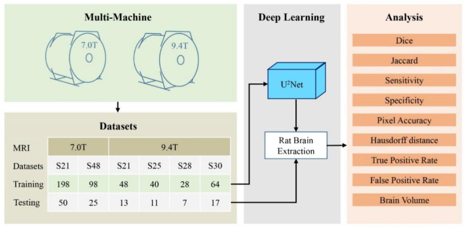 Automatic brain extraction for rat magnetic resonance imaging data ...