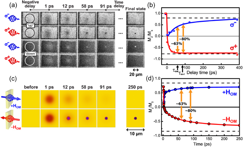 Laser-induced magnetization dynamics and reversal in ferrimagnetic ...