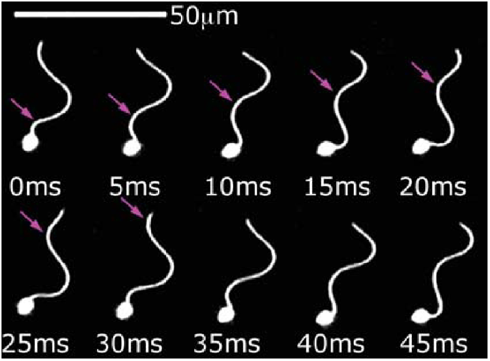 Physics of microswimmers—single particle motion and collective behavior ...