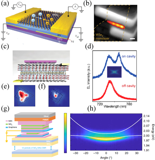 Enhanced light–matter interaction in two-dimensional transition