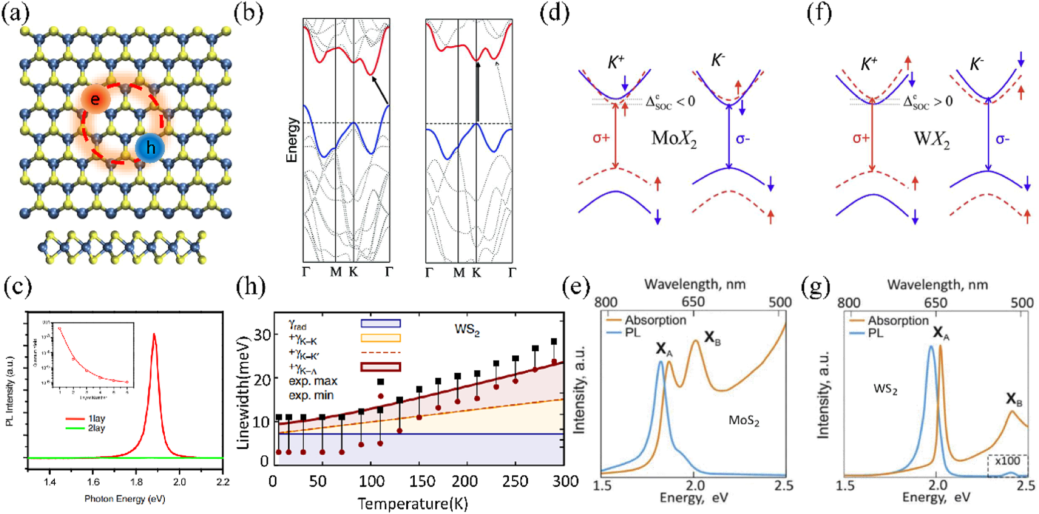 Enhanced light–matter interaction in two-dimensional transition