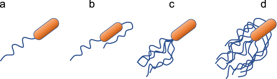 Bacterial active matter - IOPscience