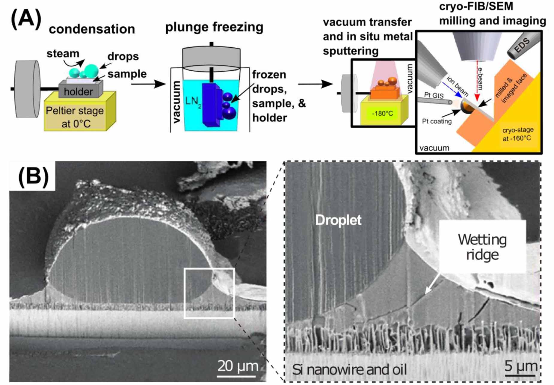 Surface Resin Ridges Wetting ridges on slippery liquid-infused porous surfaces - IOPscience