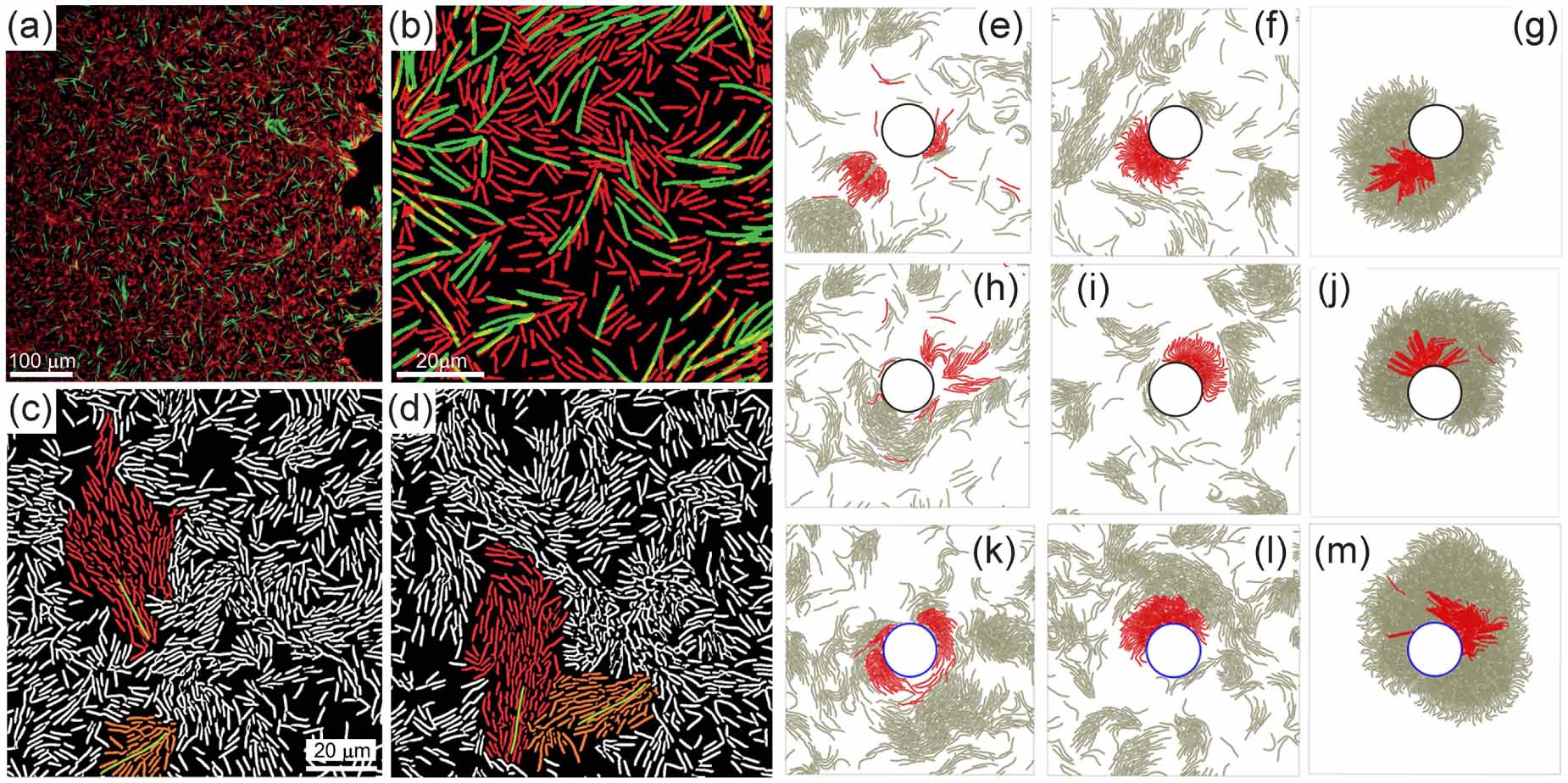 Non-equilibrium structural and dynamic behaviors of active polymers in ...