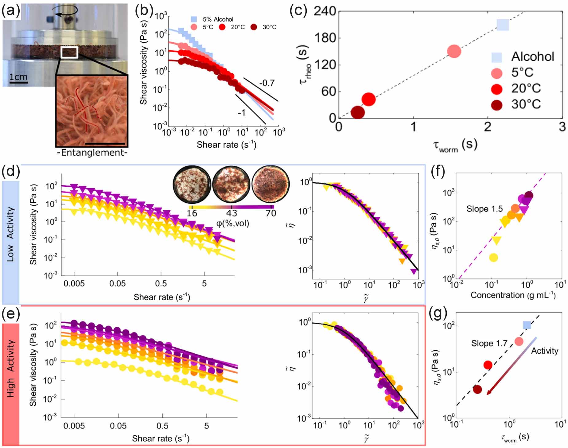 Non-equilibrium structural and dynamic behaviors of active polymers in ...