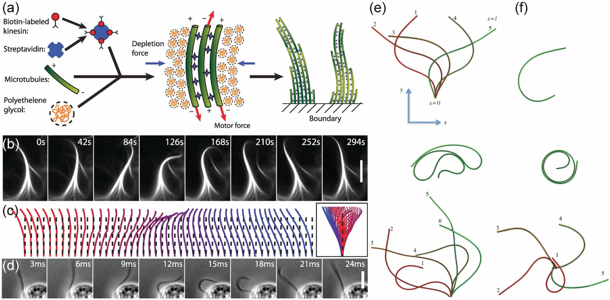 Non-equilibrium structural and dynamic behaviors of active polymers in ...