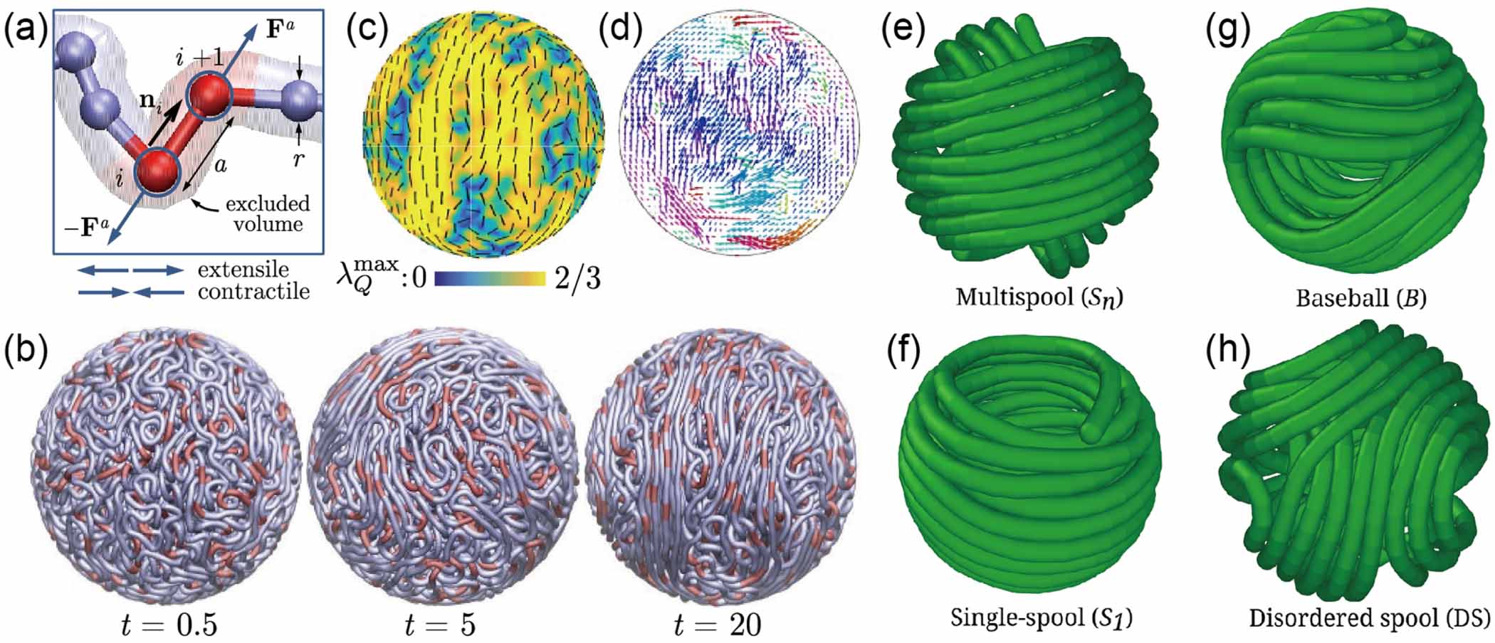 Non-equilibrium structural and dynamic behaviors of active polymers in ...