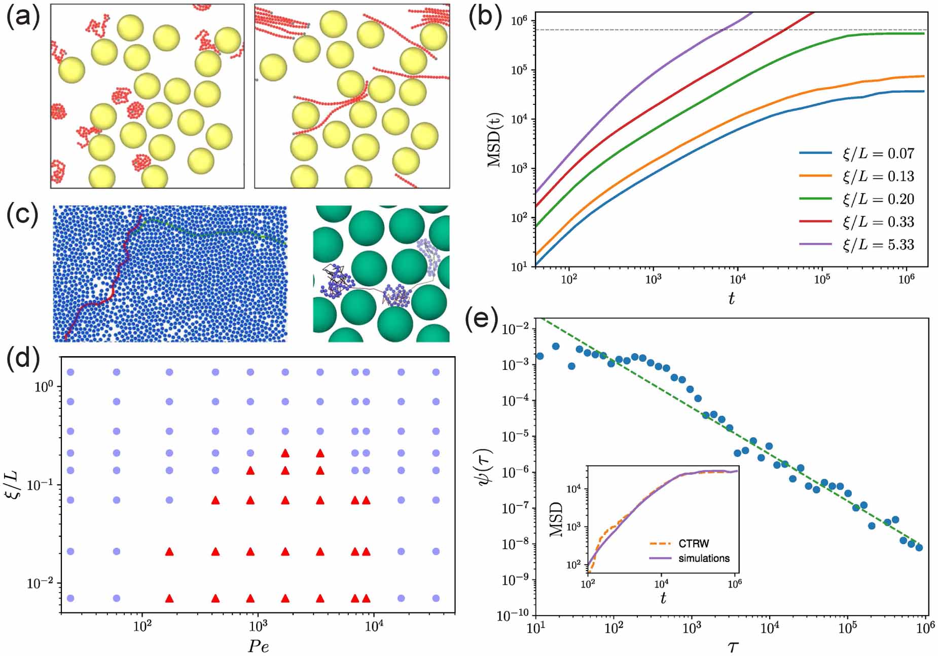 Non-equilibrium structural and dynamic behaviors of active polymers in ...