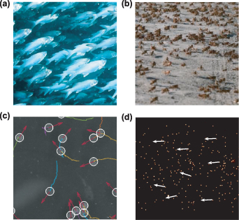 Active many-particle systems and the emergent behavior of dense ant ...