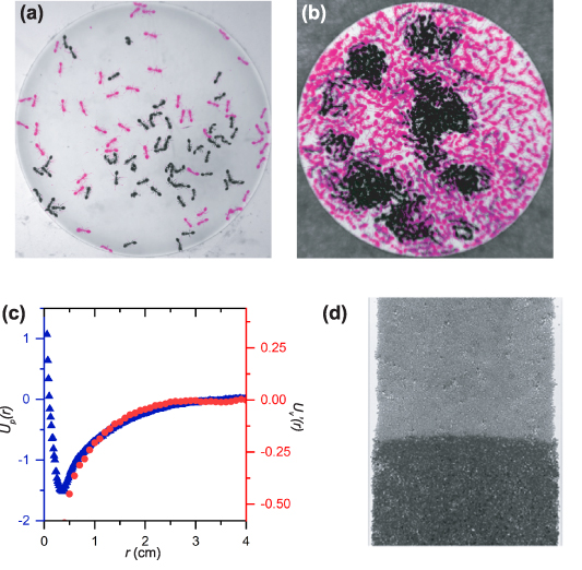 Active many-particle systems and the emergent behavior of dense ant ...