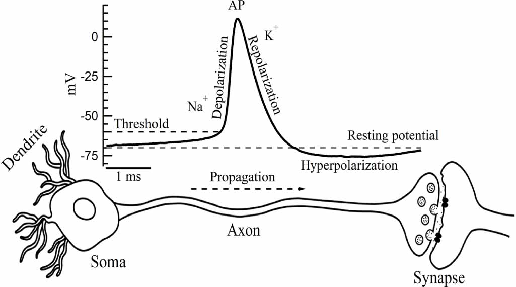 YO〜 Infrared neuromodulation—a review - IOPscience