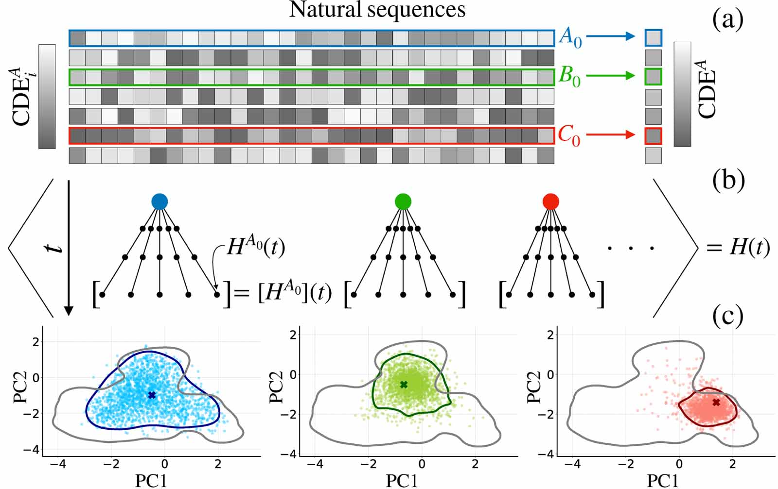 Fluctuations and the limit of predictability in protein evolution ...