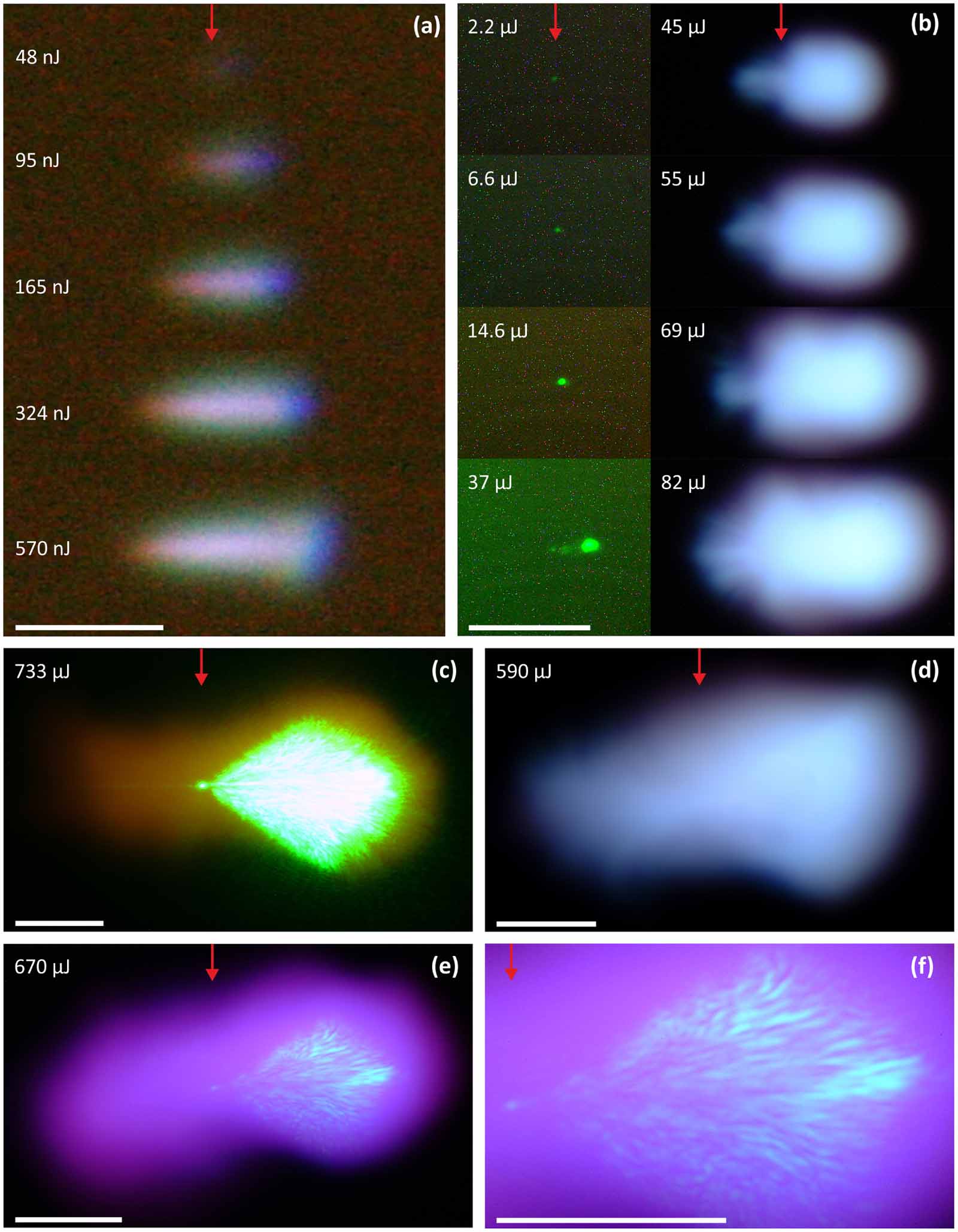 Laser-induced plasma formation and cavitation in water: from