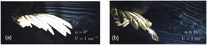 Air flow over a flapping bird's wing at low Reynolds numbers ...