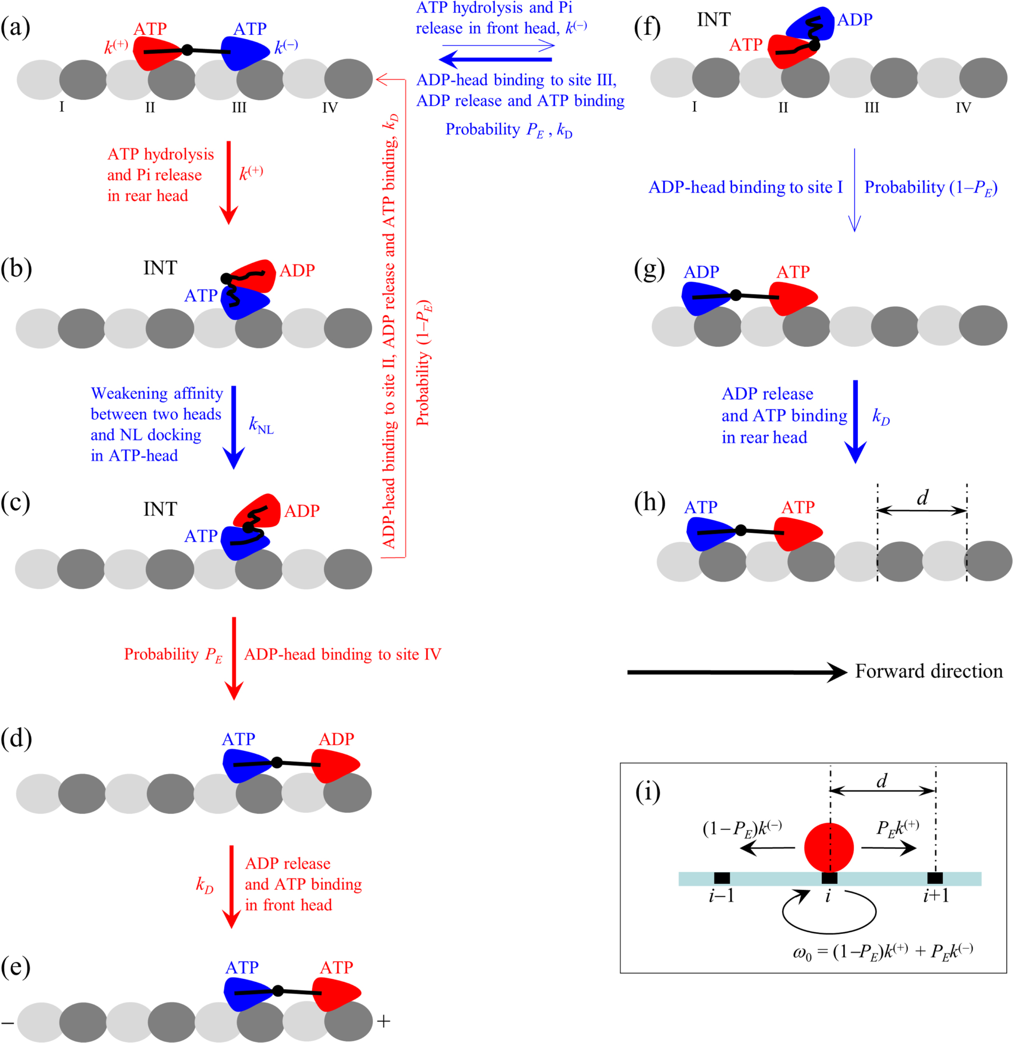 Insight into the chemomechanical coupling mechanism of kinesin ...