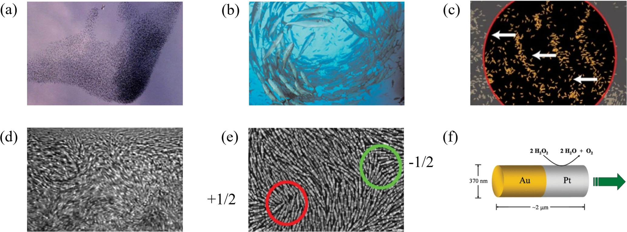 Characteristics of phase transitions in dry aligning active matter ...