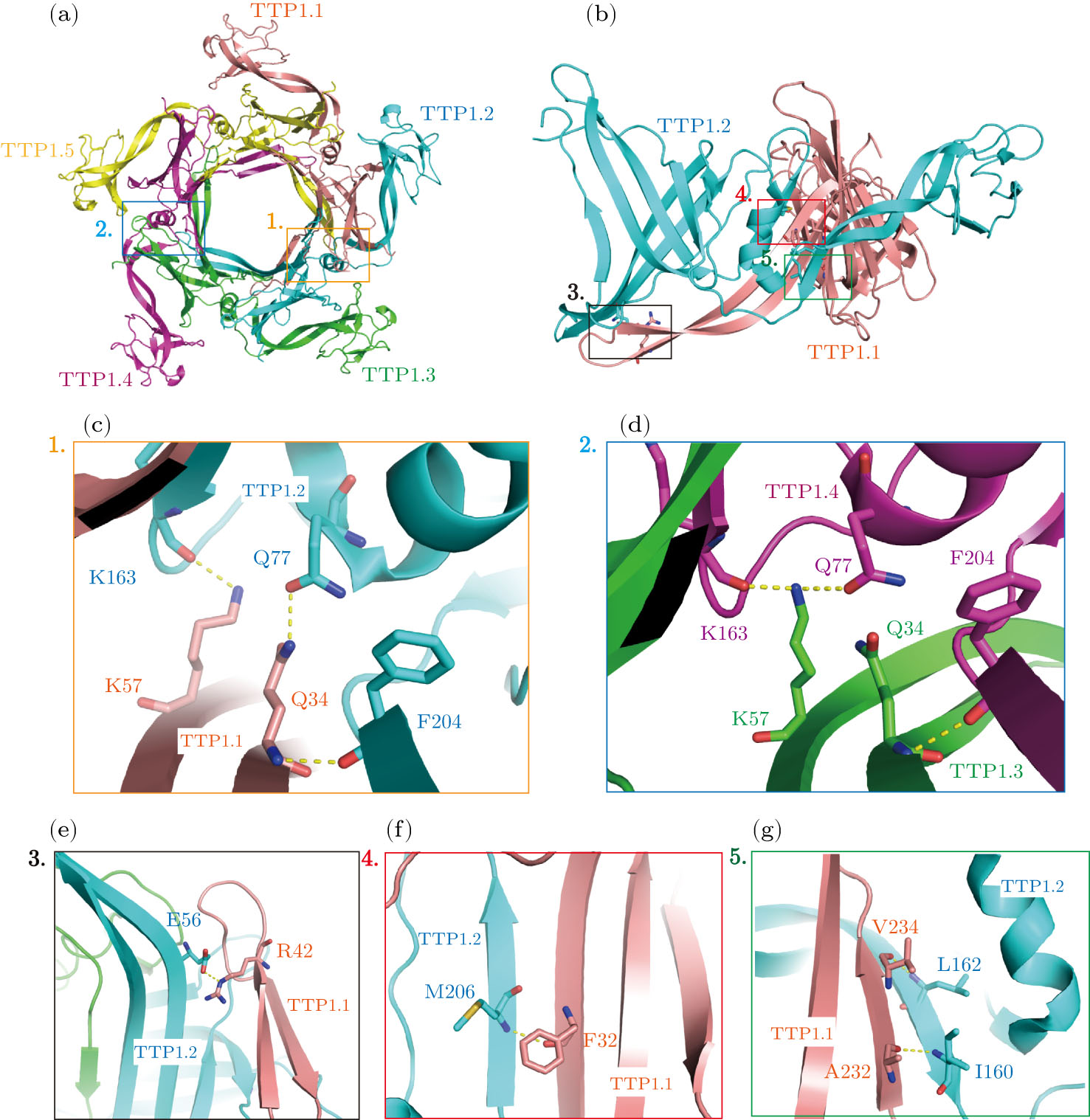 Pentameric Assembly Architecture of the Tail Tube Protein in SPR
