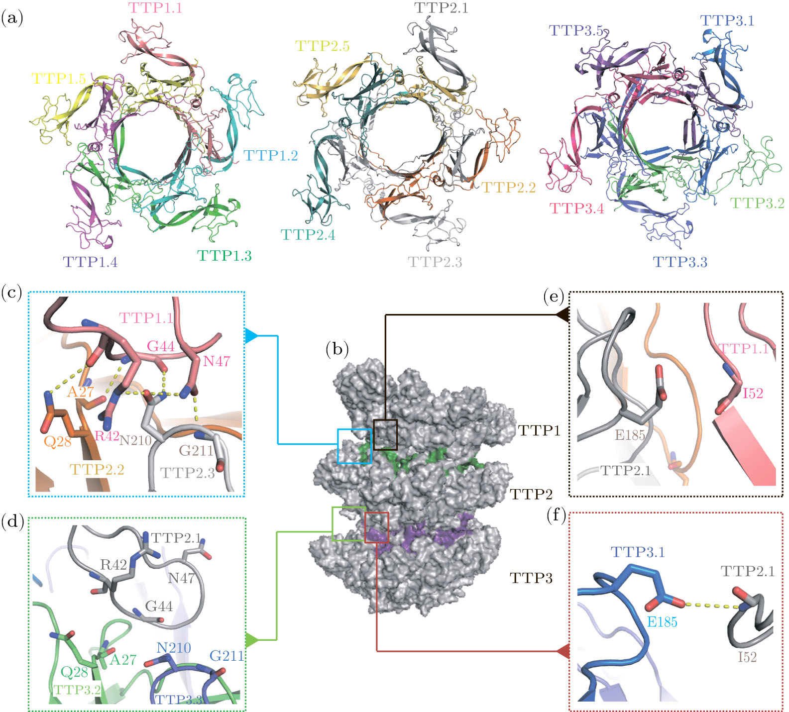 んーんん Pentameric Assembly Architecture of the Tail Tube Protein in SPR