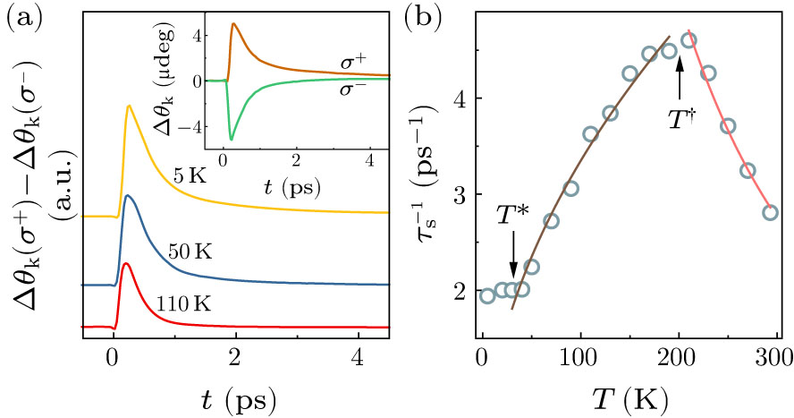 Magnetic-Mediated Carrier, Phonon and Spin Dynamics in the ...