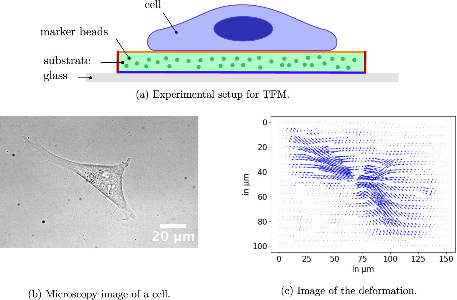 Traction force microscopy for linear and nonlinear elastic materials as ...
