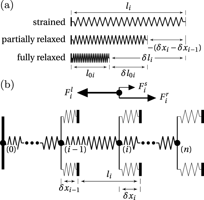 Sub Spring Network Model Strain engineering and strain measurement by spring tethers on ...