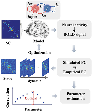 Ten years of the digital twin brain: Perspectives and challenges ...
