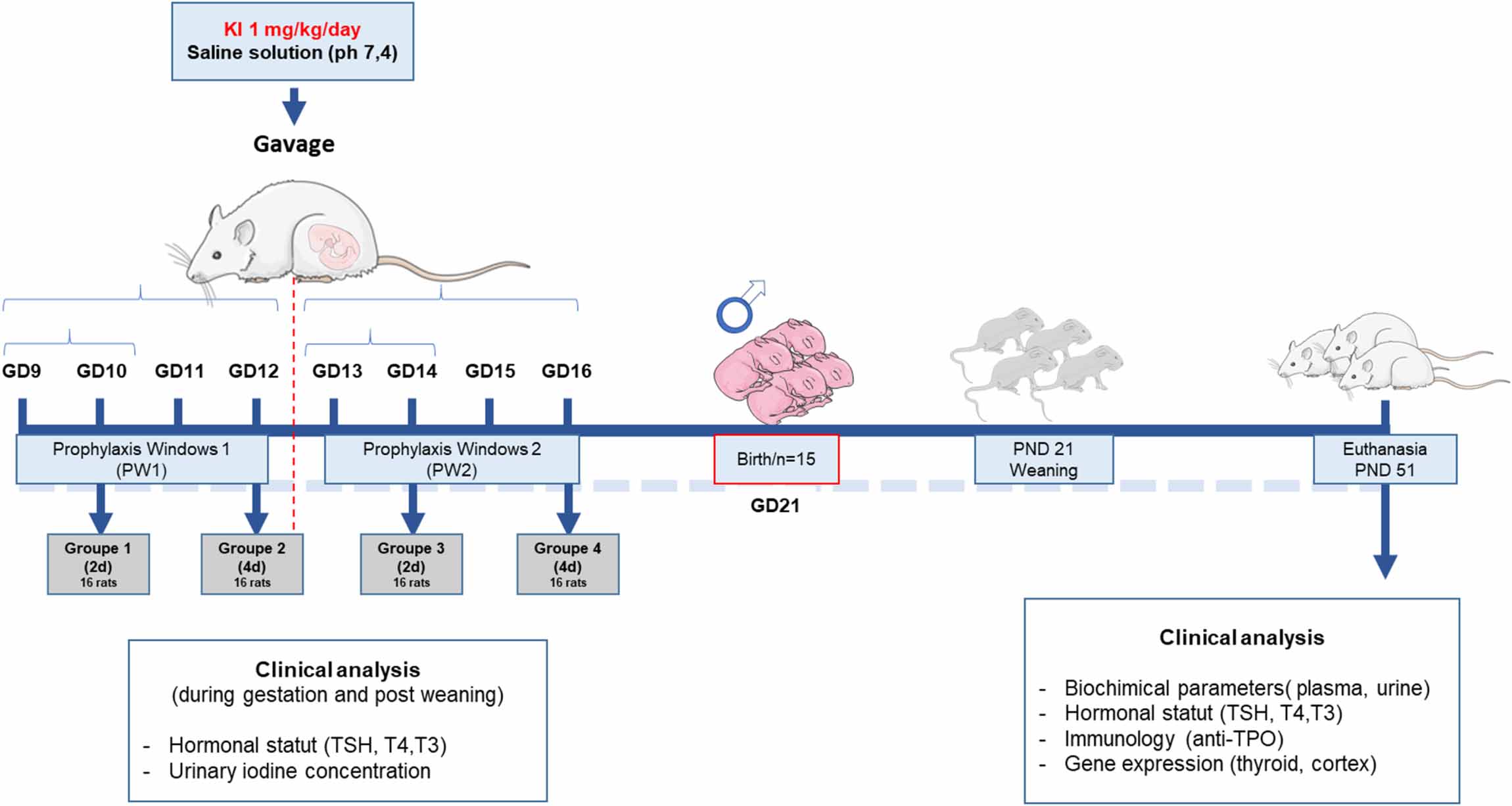 Protection and safety of a repeated dosage of KI for iodine thyroid