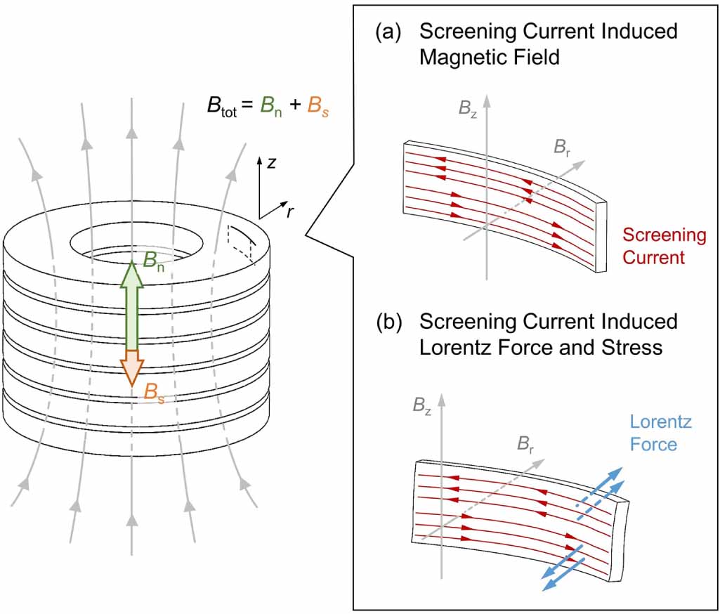 Screening Current Induced Magnetic Field And Stress In Ultra high field 