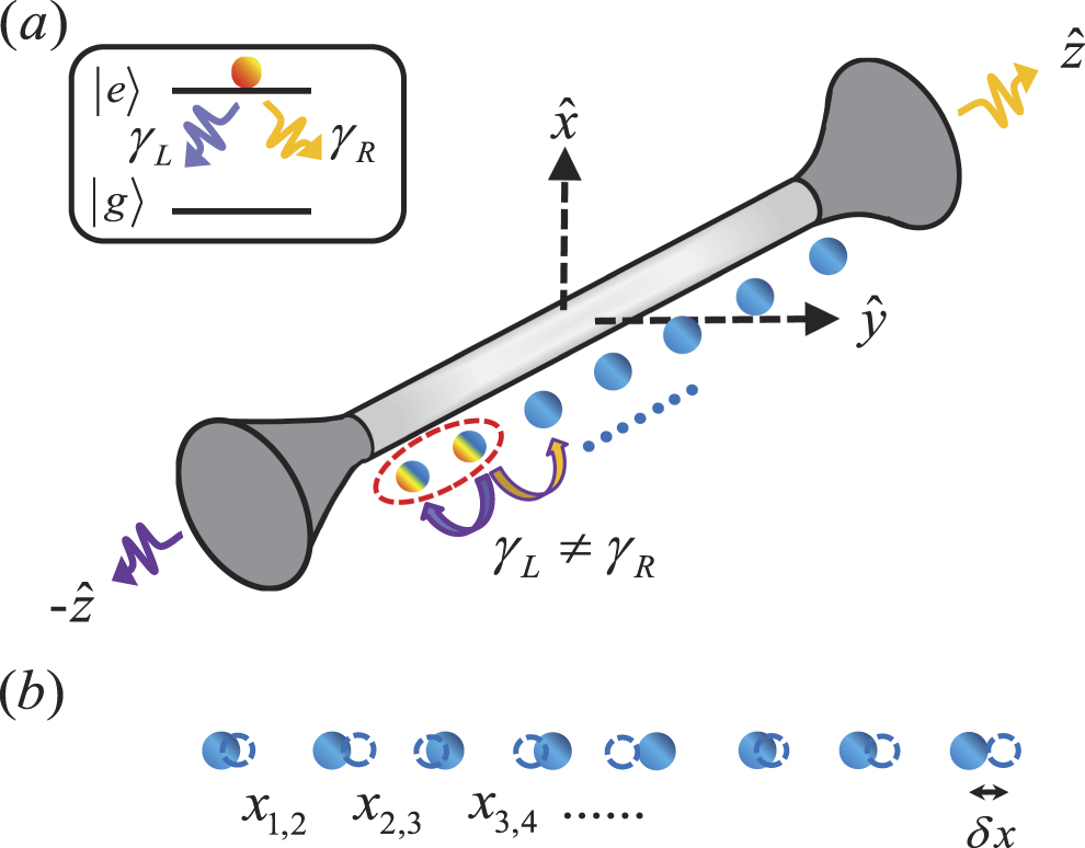 Collective single excitation dynamics in a chirally coupled atomic ...