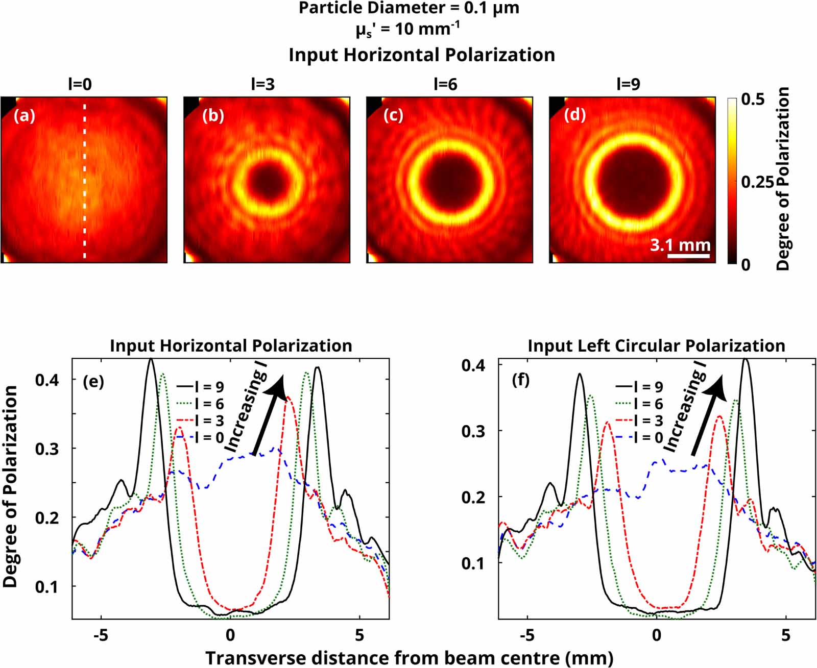 Exploring the origin of stronger survival of polarized vortex beams ...