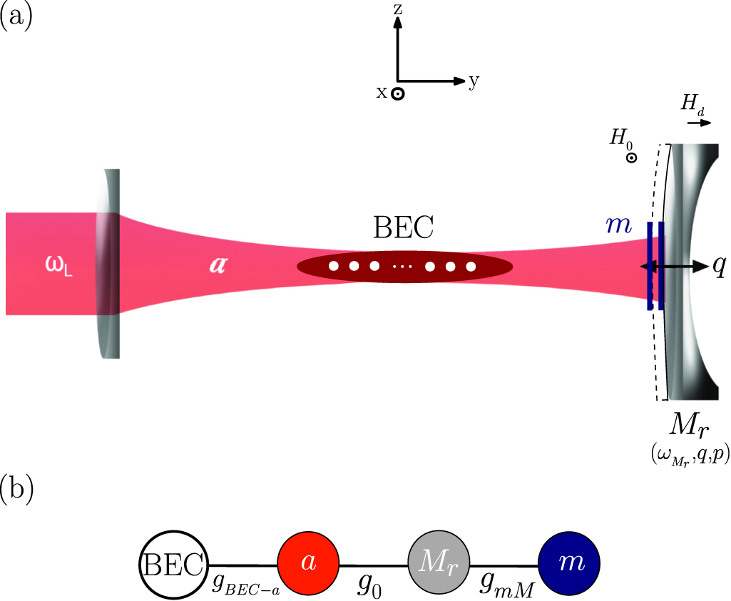 Quantum effect in a hybrid bose-einstein condensate opto ...