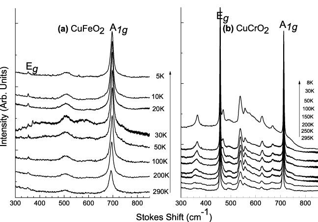 Raman scattering study of delafossite magnetoelectric multiferroic ...