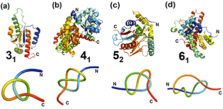 Molecular knots in biology and chemistry - IOPscience