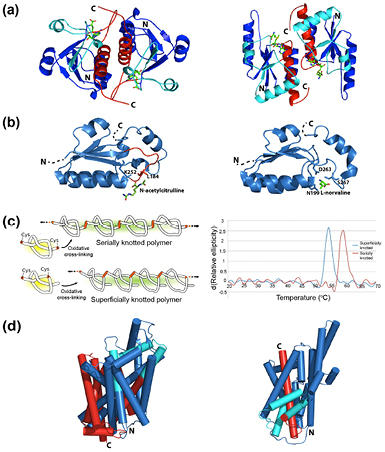 Molecular knots in biology and chemistry - IOPscience