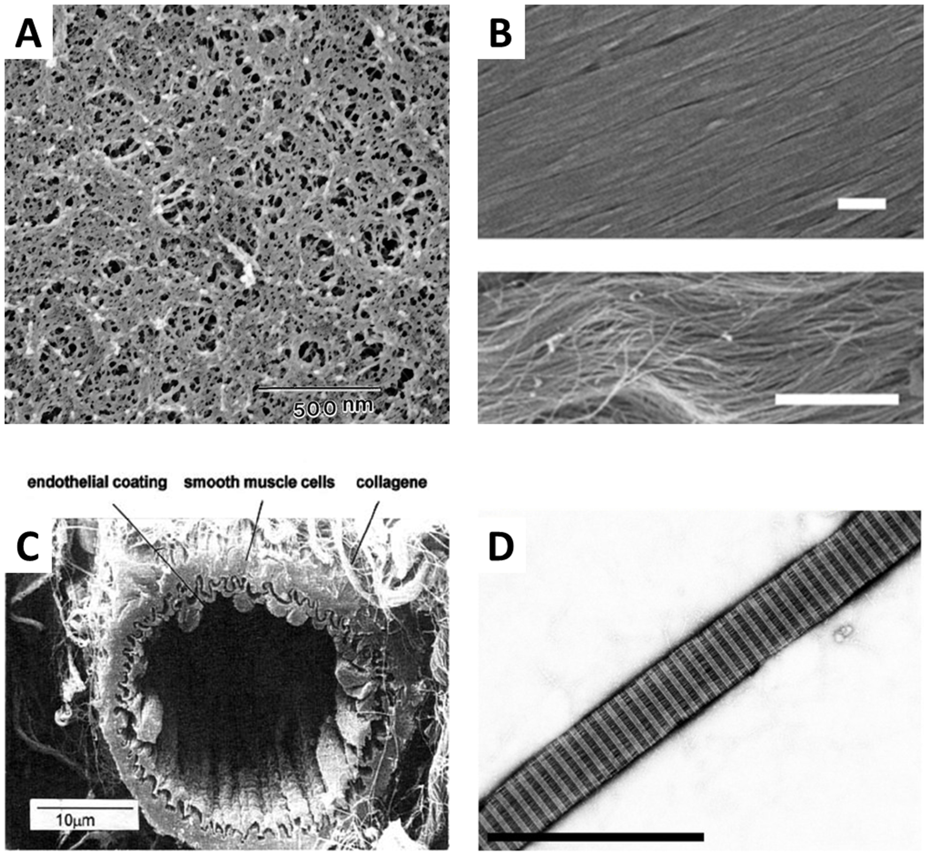 From nano to micro: topographical scale and its impact on cell adhesion ...