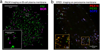Super-resolution optical microscopy for studying membrane structure and ...