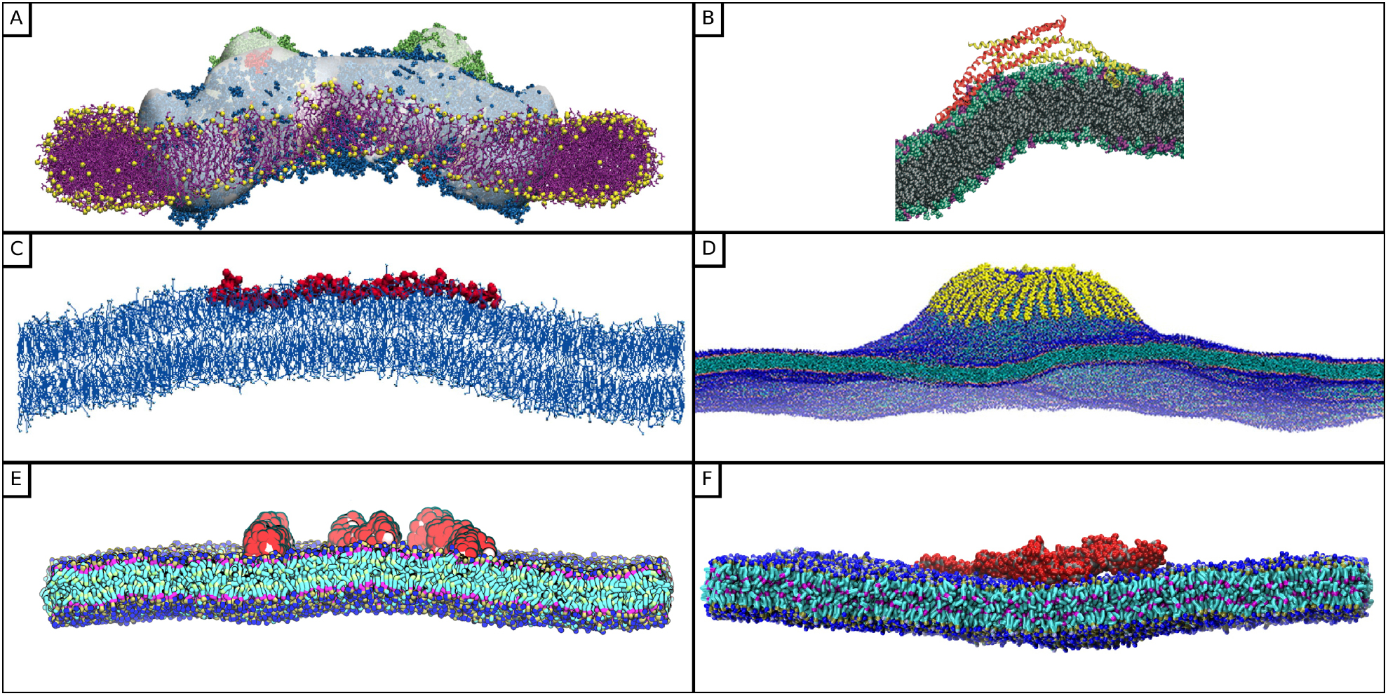 Biophysics of membrane curvature remodeling at molecular and mesoscopic ...