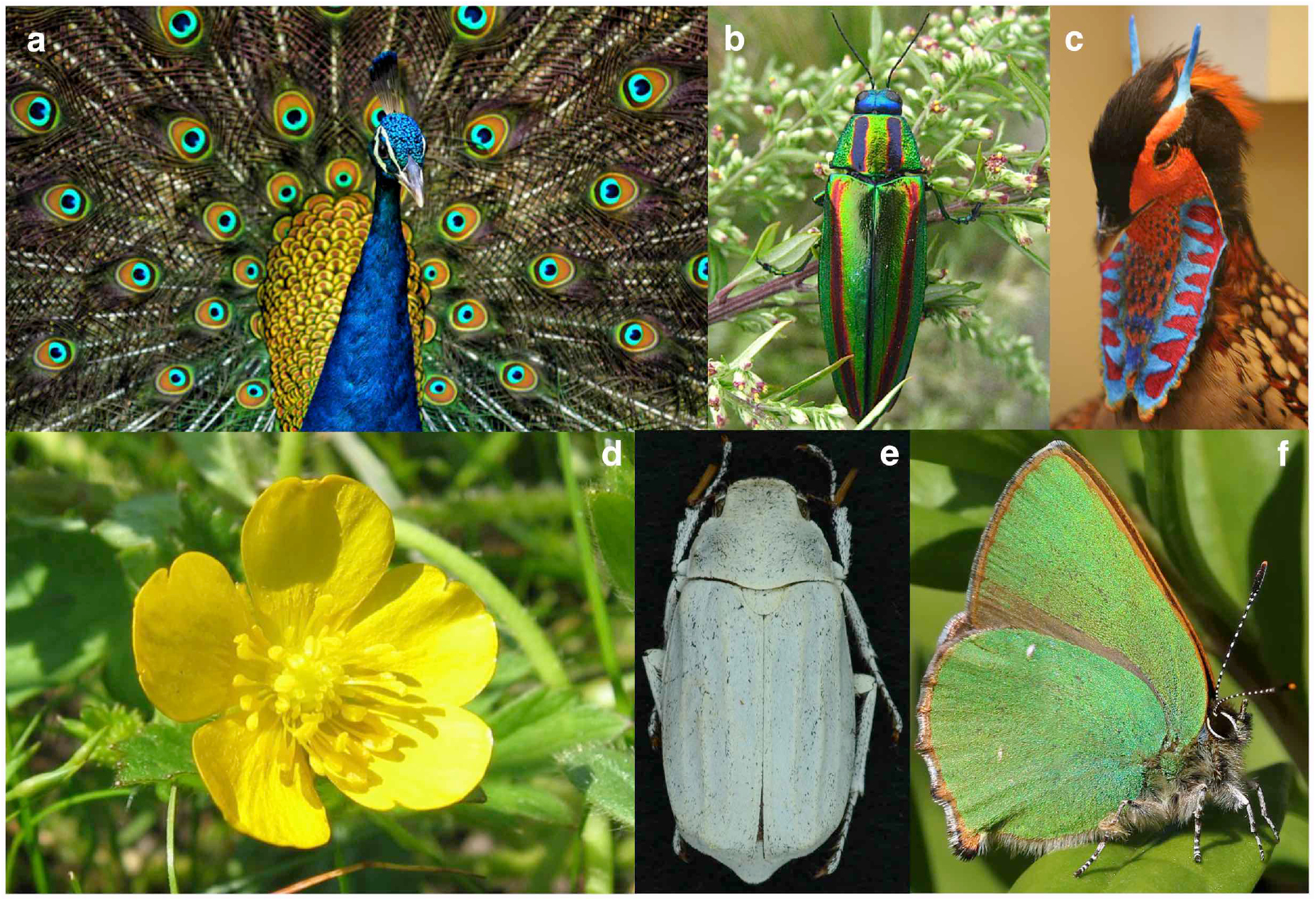 Self-assembling structural colour in nature - IOPscience