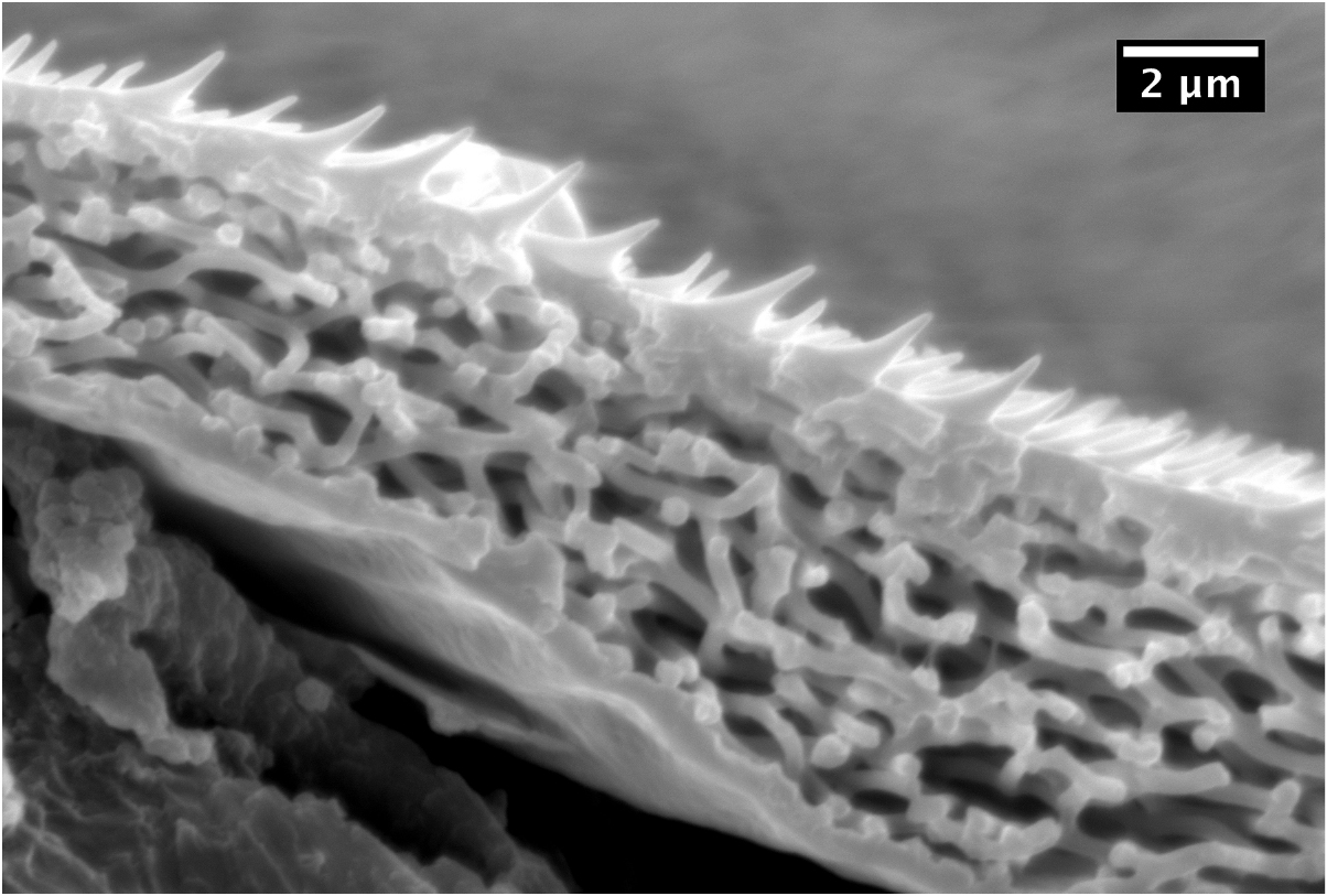 Structural Polychrome Self-assembling structural colour in nature - IOPscience
