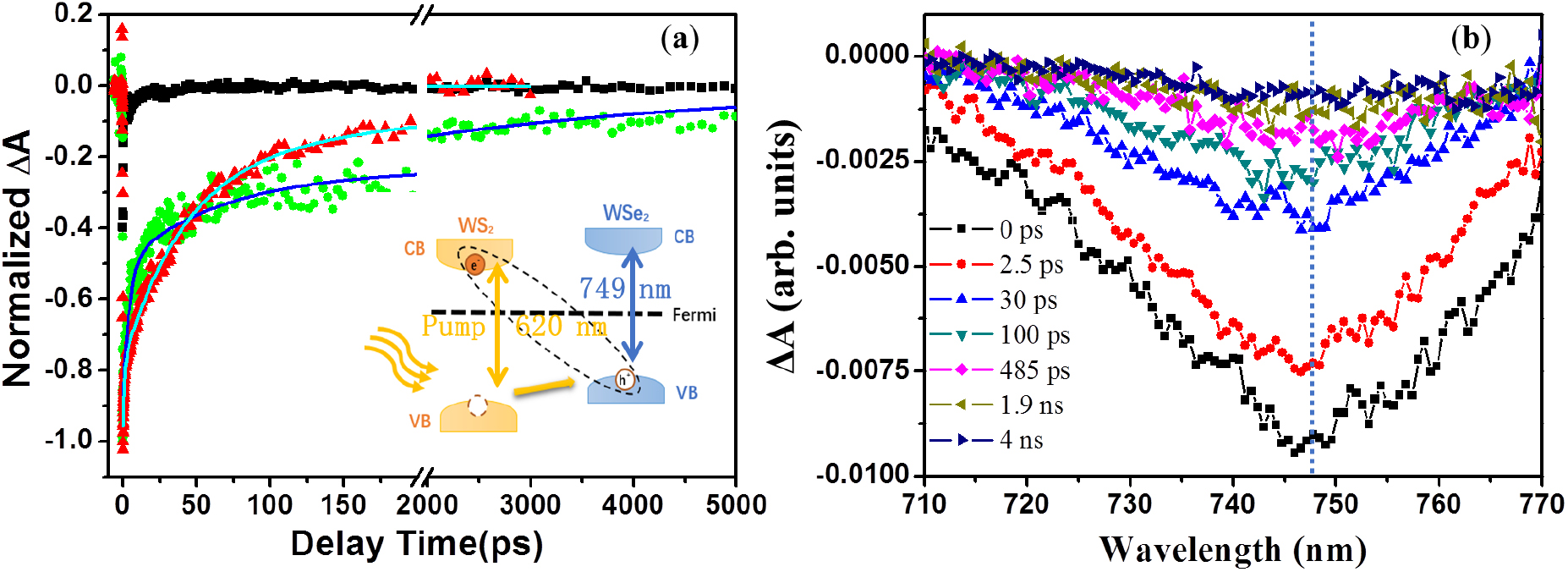 Ultrafast formation and dynamics of interlayer exciton in a large-area ...