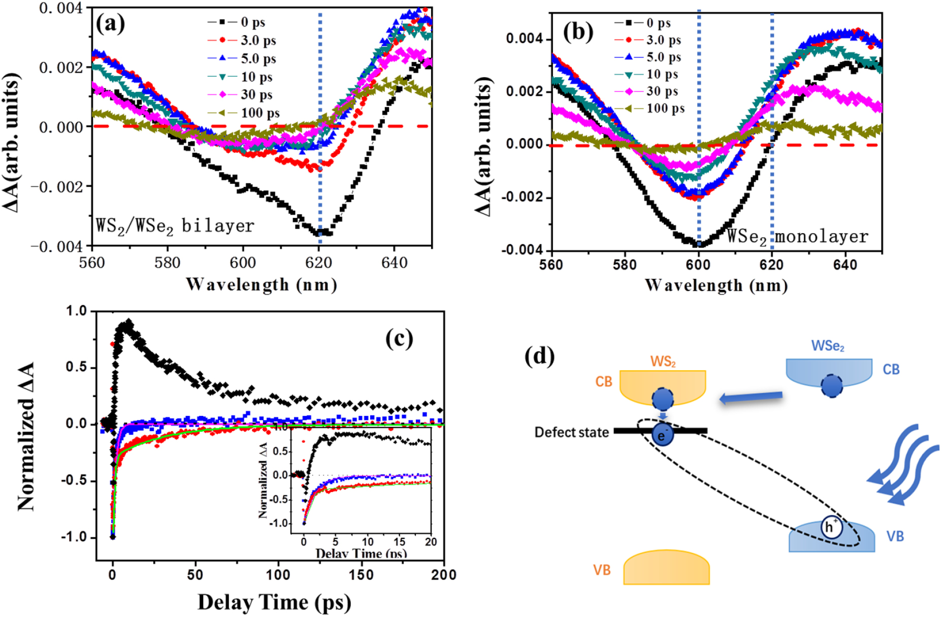 Ultrafast formation and dynamics of interlayer exciton in a large-area ...