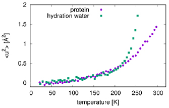 Role of hydration water in the onset of protein structural dynamics ...