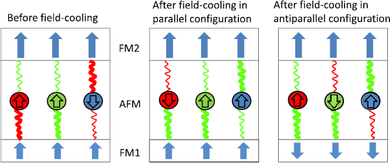 Coupling of pinned magnetic moments in an antiferromagnet to a ...